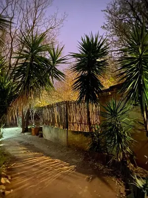 a fence with palm trees next to a dirt road at Kiburi Cottage @ Kruger in Marloth Park