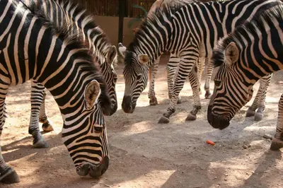 a group of zebras grazing in the dirt at Kiburi Cottage @ Kruger in Marloth Park