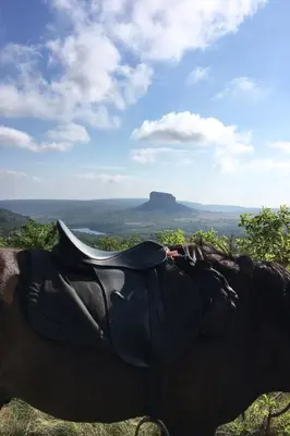 a black cow with a saddle on its back at Legend Golf and Safari Resort in Sterkrivier