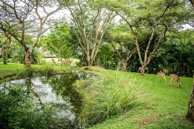 a group of deer standing next to a pond at INYAMATANE LUXURY LODGES at Kruger Park Lodge in Hazyview