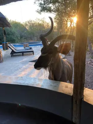 a gazelle with large horns standing next to a fence at Pata Pata House in Marloth Park