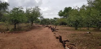 a dirt road in the middle of a field with trees at Pata Pata House in Marloth Park