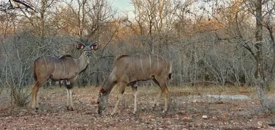 Gallery image of Leap in2 Africa in Marloth Park
