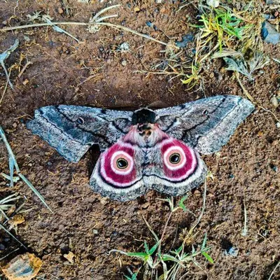 a butterfly laying on the ground in the dirt at Dullstroom Manor Game & Trout Lodge in Dullstroom
