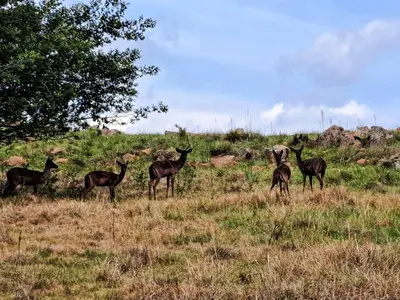 a group of antelopes standing in a field at Dullstroom Manor Game & Trout Lodge in Dullstroom