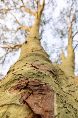 a close up of the trunk of a tree at Simbavati Camp George in Klaserie Private Nature Reserve