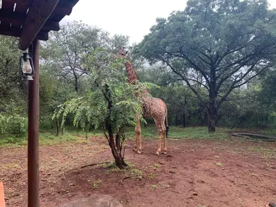 a giraffe standing next to a tree in a field at Athule Inn Marloth - House in Marloth Park