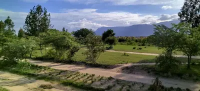 a field with trees and a dirt road at Moholoholo Lodge in Acornhoek