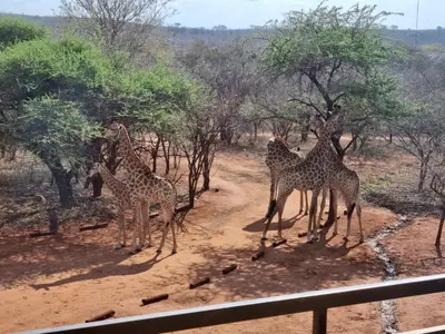 a group of giraffes standing in a dirt road at Doornkom in Marloth Park