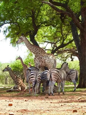 a group of giraffes and zebras under a tree at Doornkom in Marloth Park