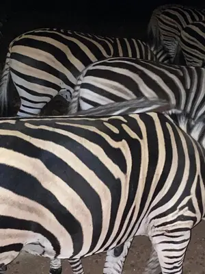 a group of zebras standing next to each other at Birdsong Kruger in Marloth Park