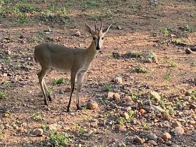 a gazelle standing on the ground in a field at Birdsong Kruger in Marloth Park