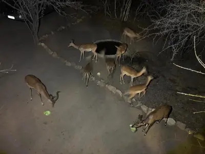 a group of gazelles grazing on the ground at night at Luxury Treetop Lodge in Marloth Park
