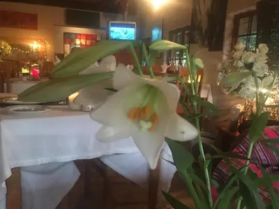 a white flower in front of a table at Midrand Wild Goose Guest House B&B in Midrand