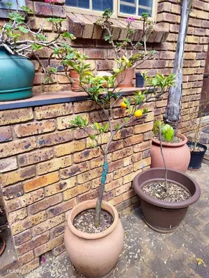two potted trees in pots next to a brick wall at Feather Tree Bed and Breakfast in Centurion