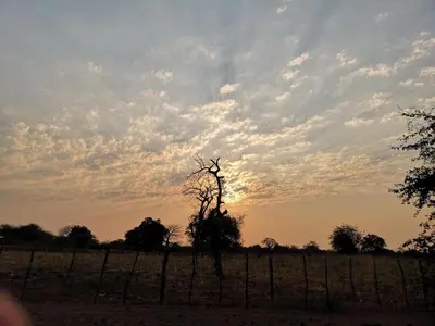 a tree in a field with a fence at Nthakeni Bush & River Camp in Pafuri Gate