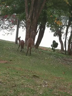 two animals walking in the grass near trees at DaGama Dam - White River - Kestrel - House 21 in White River