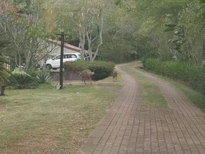a couple of animals walking down a dirt road at DaGama Dam - White River - Kestrel - House 21 in White River