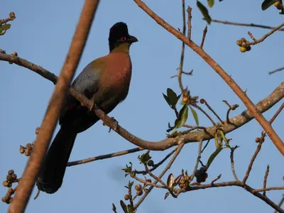 a bird perched on top of a tree branch at DaGama Dam - White River - Kestrel - House 21 in White River