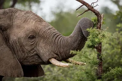 an elephant eating leaves from a tree with its trunk at Safari Moon Luxury Bush Lodge in Hoedspruit