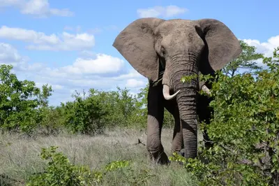 an elephant walking through the grass with its trunk at Bush Villas on Kruger in Phalaborwa