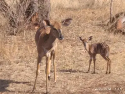 two gazelles standing in a field at Hanlin Lodge in Modimolle