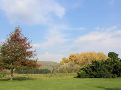 a tree in the middle of a green field at Jocks Cottages in Dullstroom