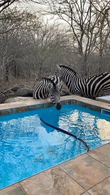 two zebras standing next to a pool of water at Klein Paradys in Marloth Park