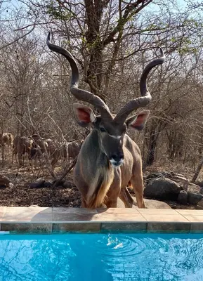 an animal with horns standing next to a pool of water at Klein Paradys in Marloth Park