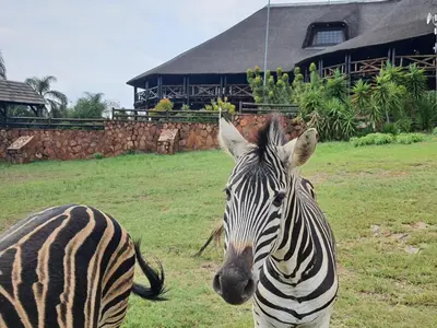 a zebra standing in a field in front of a building at Glen Afric Country Lodge in Hartbeespoort