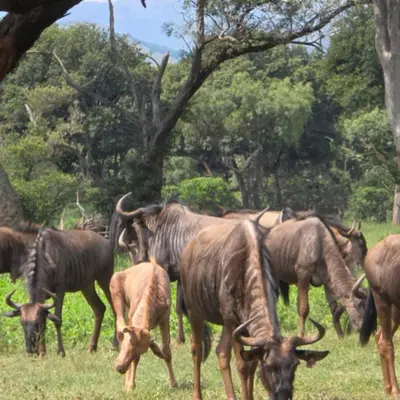 a herd of animals grazing in a field at Glen Afric Country Lodge in Hartbeespoort