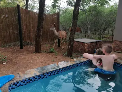 a boy in a swimming pool next to a deer at 3714 @Ribbok in Marloth Park