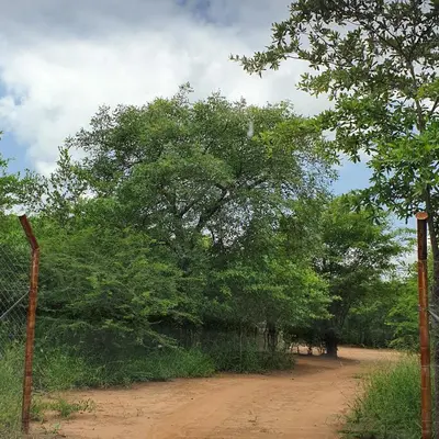 a group of trees and a dirt road at Rhumbini Lodge in Malamulele