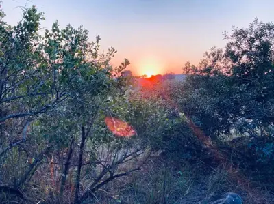 a sunset over a field with trees in the foreground at Ivory Sands Selfcatering house in Marloth Park