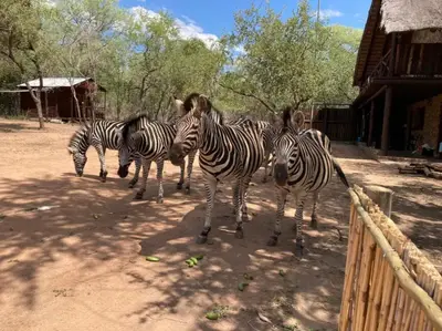 a herd of zebras standing next to a fence at Ivory Sands Selfcatering house in Marloth Park
