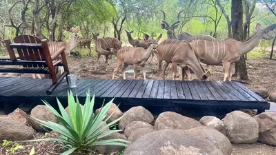 a group of deer standing on a wooden deck at Kruger Kumba - Lahlekile Nathi in Marloth Park