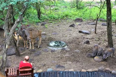 a man sitting on a bench looking at a group of animals at Kruger Kumba - Lahlekile Nathi in Marloth Park