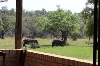 two elephants grazing in a field of grass at Wilgeboomsdrift Safaris in Modimolle