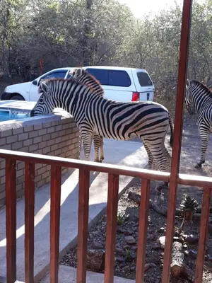 two zebras are standing next to a brick wall at Wild Escape in Marloth Park