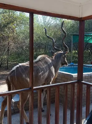 a antelope with large horns standing next to a swimming pool at Wild Escape in Marloth Park