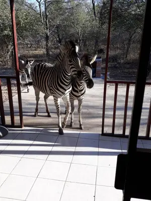 two zebras are standing next to each other at Wild Escape in Marloth Park