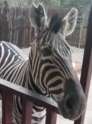 a zebra is standing next to a fence at Wild Escape in Marloth Park