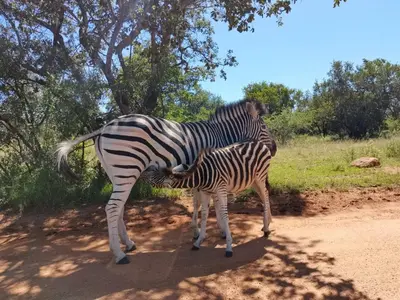 a mother zebra and a baby zebra standing on a dirt road at 119 Zebula in Mabula