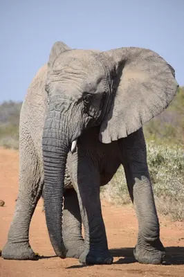 an elephant is standing on a dirt road at The Bushveld Farmhouse in Mabalingwe Nature Reserve in Warmbaths