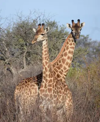 two giraffes standing next to each other in a field at The Bushveld Farmhouse in Mabalingwe Nature Reserve in Warmbaths