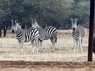 a group of zebras standing in a field at Tula Baba Game Lodge in Brits