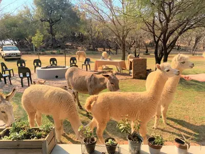 a group of animals standing around in a field at Tula Baba Game Lodge in Brits
