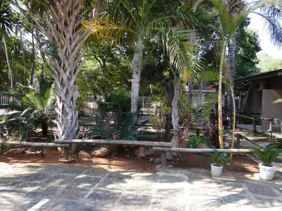 a park with palm trees and a wooden fence at Lephalale Guest House in Ellisras