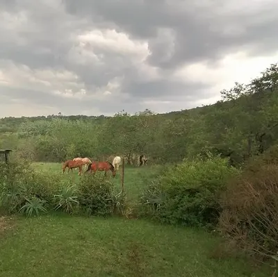 a group of horses grazing in a field at Stone Circle Cottage in Lydenburg