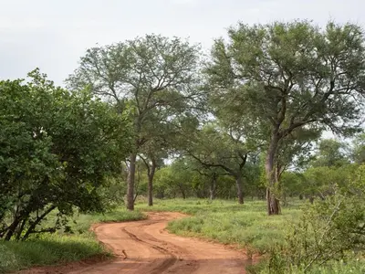 a dirt road in the middle of a field with trees at Ujabule Lodge in Hoedspruit